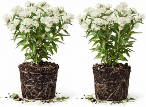 2 White Butterfly Milkweed Plants Live, Asclepias Tuberosa Tropical Flowers by UIOTER