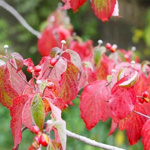 Brighter Blooms - White Dogwood Tree, 4-5 ft. - Image 4