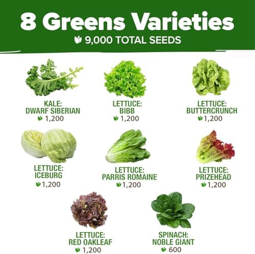 HOME GROWN 8 Lettuce Variety Mix 9000+ Vegetable Seeds Lactuca Sativa - Image 2