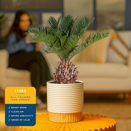 Costa Farms Sago Palm, Live Indoor Plant, Tropical Decor, Air Purifying - Image 4