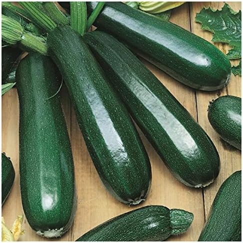 1 Lb Organic Black Zucchini Summer Squash Seeds - Gold Vault Packet by Everwilde+Farms