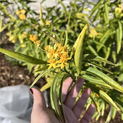 2 Yellow Milkweed Live Plants, Flowering Plant, 4-7 Inch Tall - Image 3