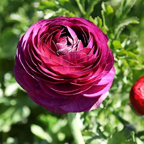 Ranunculus Merlot 10 Flower Bulbs - Spring Blooms, Tecolote Buttercups - Image 4