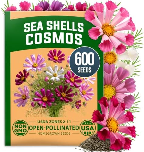 HOME GROWN Sea Shells Cosmos Seeds, 600 Seeds, Cosmos bipinnatus by HOMEGROWN