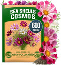 HOME GROWN Sea Shells Cosmos Seeds, 600 Seeds, Cosmos bipinnatus by HOMEGROWN