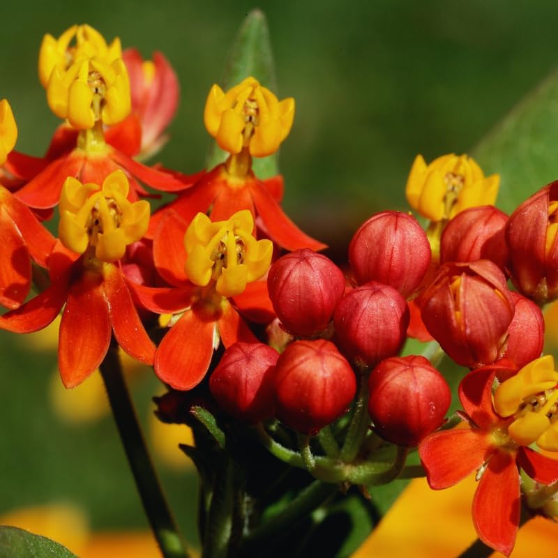 3 Red Milkweed Live Plants, Perennial Flower Plant - Image 4