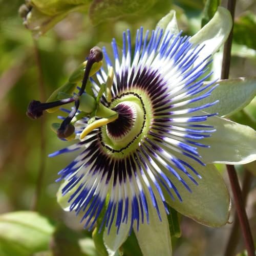 Rare Blue Passion Flower Live Plant, Flowering Vine, 4-8 Inch Tall - Image 3