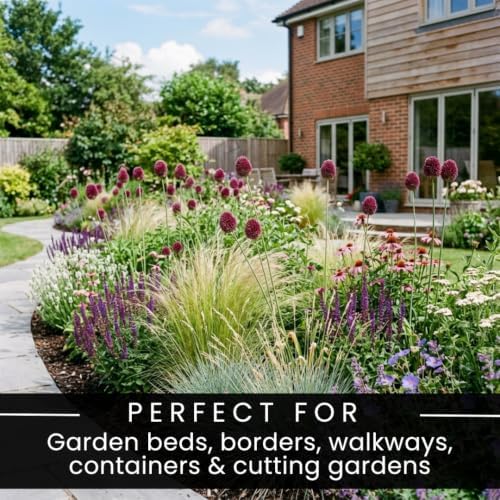 20 Drumstick Allium Bulbs | Burgundy Purple Summer Flowers for Your Garden - Image 3