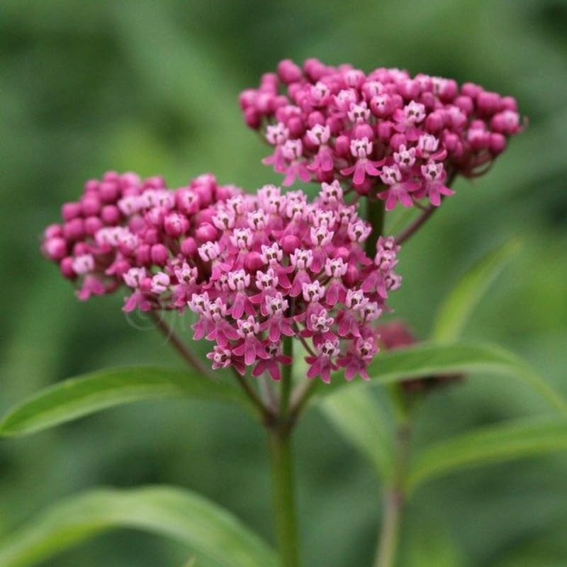 2 Pink Milkweed Live Plants, Perennial Flower Plant, 4-8 Inch Tall - Image 5