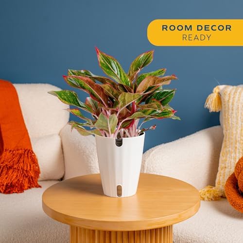 Costa Farms Chinese Evergreen, Live Indoor Plant, Easy Care, Home Decor - Image 2