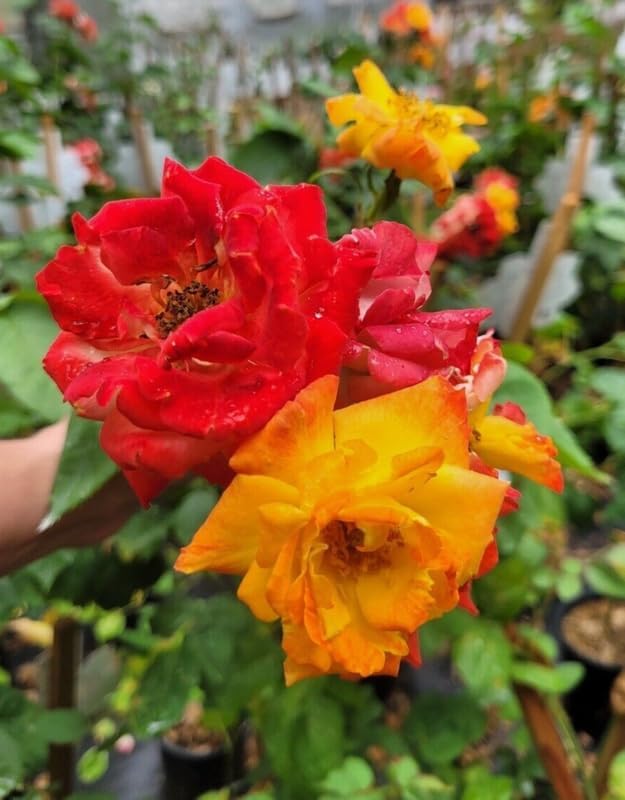 Climbing Live Rose Plant, Fragrant Ornamental Rose - Image 6