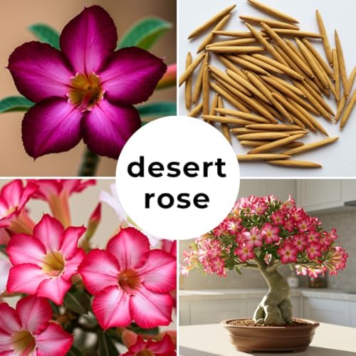 20 Desert Rose Seeds | Adenium Obesum Exotic Flower Seeds - Image 6