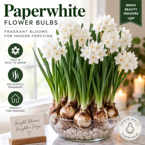 40 Paperwhite Flower Bulbs for Indoor Growing – Fragrant White Narcissus Bulbs for Forcing Indoors – Easy Winter Blooms for Pots, Bowls & Holiday Displays, 40 Bulbs - Image 2