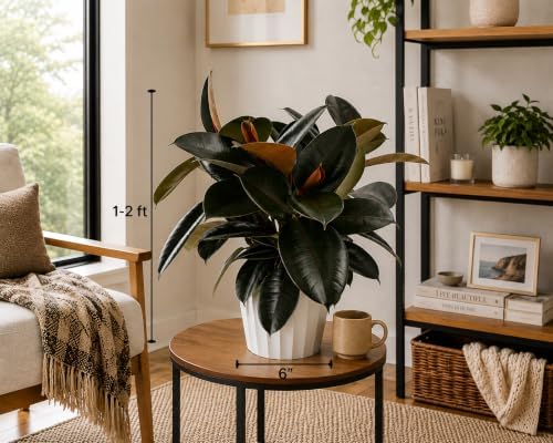 Rubber Tree Live House Plant - Large Indoor Air Purifier Plant - Dark Shiny Petals - Indoor Plants Live Houseplants for Room Decor - Elegant Ficus Burgundy Live House Plants - Image 2