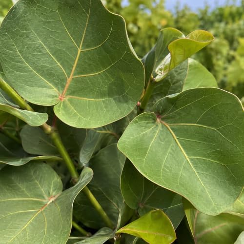 Seagrape Plant | 30 Live Plants | Coccoloba Uvifera | Tropical Foliage, Coastal Landscaping, Beachfront Gardens, Ornamental Tree, Outdoor Decor - Image 3