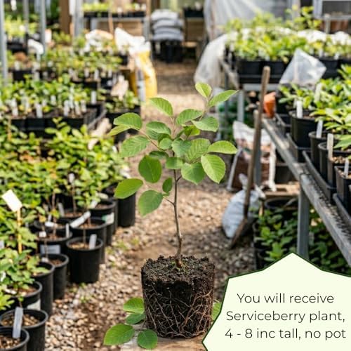 Serviceberry Tree Live, Well-Rooted Berry Plant, Dormant, 5-9 Inch Tall - Image 2