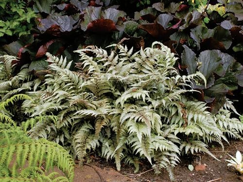 Greenwood Nursery: Live Perennial Plants - Japanese Painted Fern + Athyrium Niponicum - [Qty: 1x Pint Pot] - (Click for Other Available Plants/Quantities) by GreenwoodNursery