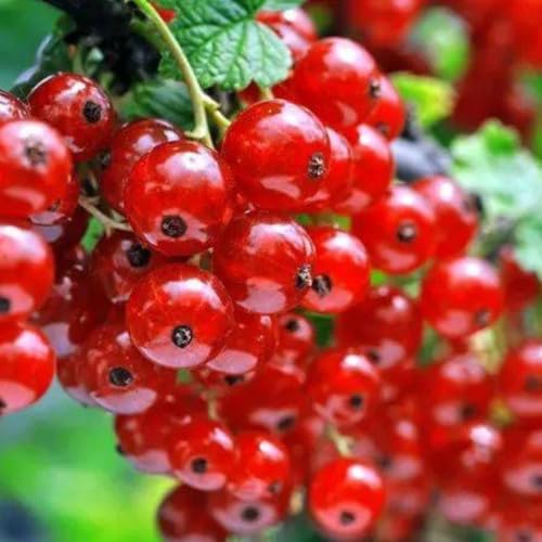 Red Currant Bush Live Plant, Sweet Berry Plant, 6-12 Inch Tall by PlantsSeedsBulbs