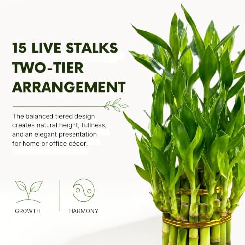 Lucky Bamboo Plant, Two Tier Indoor Houseplant, 15 Stalk Bundle - Image 2