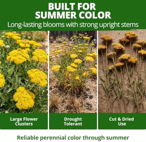 HOME GROWN Yarrow Seeds, Gold, 1,600 Seeds, Achillea filipendulina - Image 5
