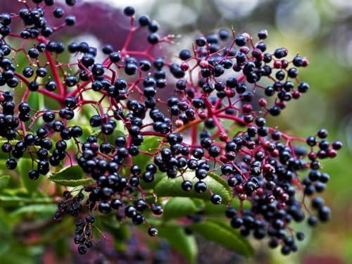 2 Black Elderberry Trees Live Plants, Berry Fruit Bush, 6-12 Inch Tall - Image 2