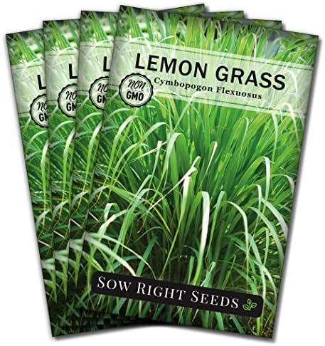 Sow Right Seeds - Lemon Grass Seed for Planting Mosquito Repellent Herb 4pk by SowRightSeeds