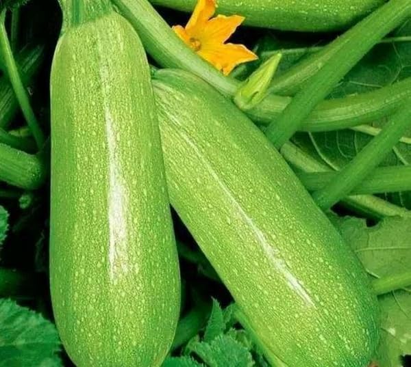 30+ Squash Zucchini Seeds Non-GMO Summer Squash Cucurbita Pepo Mexican Grey Squash Heirloom Vegetable - Image 2
