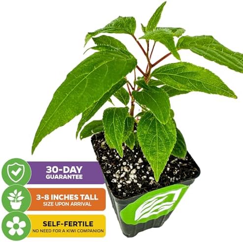 Prolific Hardy Kiwi Berry Vine (1-Pack) Live Plant by Wellspring Gardens - Image 2