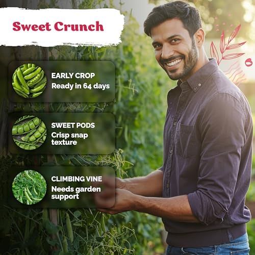 200 Sugar Snap Peas Heirloom Vegetable Seeds for Planting, Pisum Sativum - Image 4