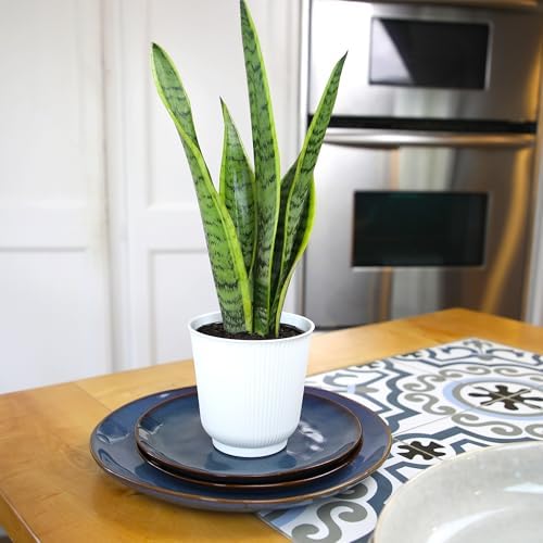 Plants for Pets Live Snake Plant with Decorative White Pot, Sansevieria Trifasciata Laurentii Succulents, Fully Rooted Indoor Potted Plants, Mother in Law Tongue Succulent and Modern Planter - Image 2