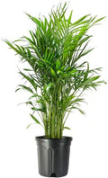 American Plant Exchange Cat Palm – 10-Inch Pot – Live Tropical Houseplant with Feathery Green Fronds, Easy Care Indoor or Outdoor Palm for Home, Office, Patio & Low-Light Décor by AmericanPlantExchange