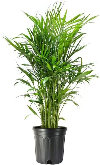 American Plant Exchange Cat Palm – 10-Inch Pot – Live Tropical Houseplant with Feathery Green Fronds, Easy Care Indoor or Outdoor Palm for Home, Office, Patio & Low-Light Décor by AmericanPlantExchange