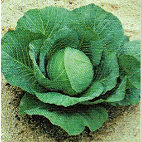 Greenboy Cabbage Seeds (25+ Seeds) by Unknown