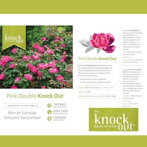 Knock Out 2 Gal. Rose Pink Shrub - Image 5