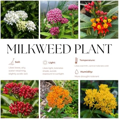 3 Mixed Milkweed Live Plants, Hardy Milkweed Shrub, 4-9 Inches - Image 4