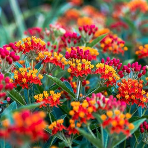 2 Red Milkweed Live Plants, Asclepias Tuberosa, 4-6 Inch Tall - Image 6