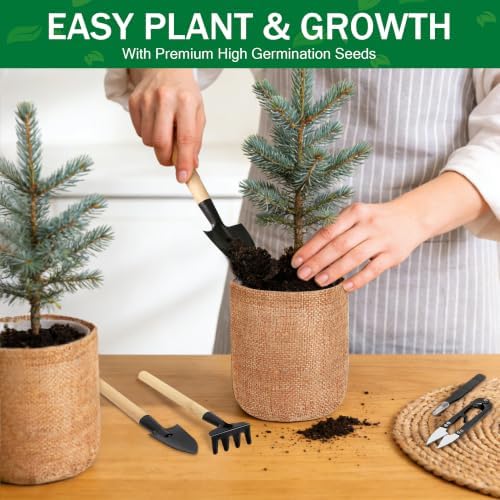 Bonsai Tree Starter Kit for Gardening Lovers Beginners - Image 5