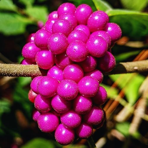 American Beautyberry Live Plant, Border Landscape Shrub, 4 Inch Pot - Image 4