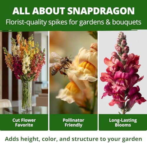 HOME GROWN Tetra Snapdragon 7000 Flower Seeds Antirrhinum majus - Image 5
