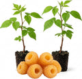 2 Golden Raspberry Live Plants, 5-9 Inch Tall Berry Bushes by PlantsSeedsBulbs