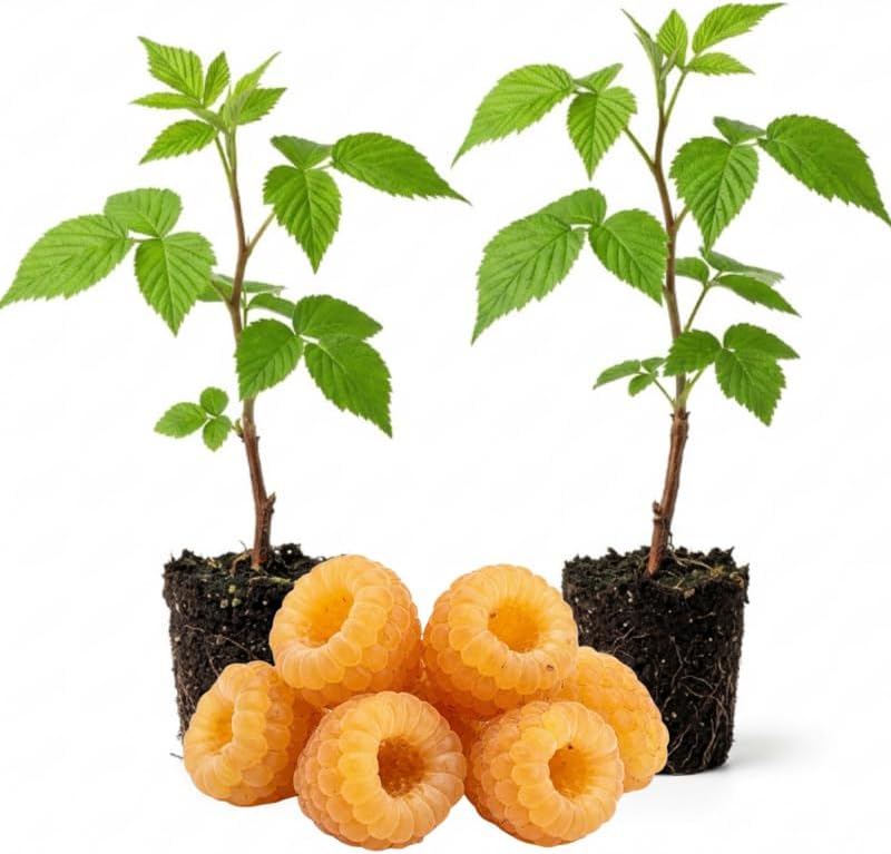 2 Golden Raspberry Live Plants, 5-9 Inch Tall Berry Bushes by PlantsSeedsBulbs
