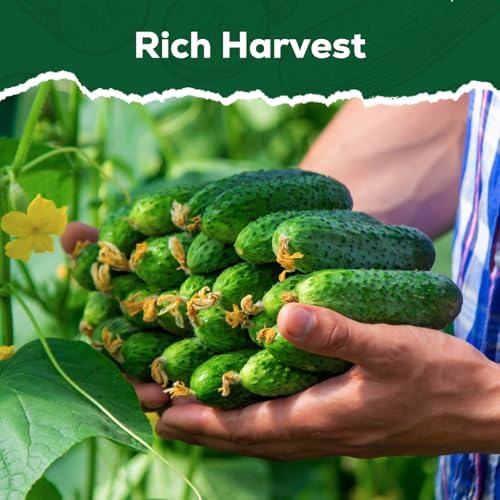 Marketmore Cucumber Seeds for Planting - 100 Heirloom Seed Packet - High Yield Slicing Cucumber for Home Garden, Indoor/Outdoor - Image 5