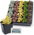 Mountain Crest Gardens Live Succulent Plant Bulk Assortment | 25 Mini Potted Succulents in 2 Inch Pots | Assorted Live Plants for Wedding Favors, DIY Crafts, Gifts, Centerpieces and Home Decor by MountainCrestGardens