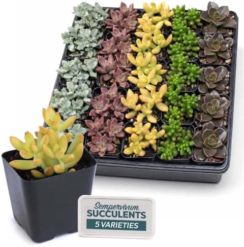Mountain Crest Gardens Live Succulent Plant Bulk Assortment | 25 Mini Potted Succulents in 2 Inch Pots | Assorted Live Plants for Wedding Favors, DIY Crafts, Gifts, Centerpieces and Home Decor by MountainCrestGardens