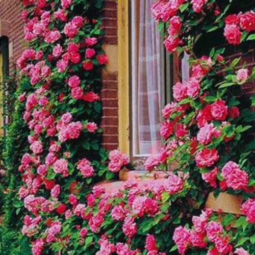 Pink Climbing Rose Live Plant, Flower, 5-10 Inch Tall by PlantsSeedsBulbs