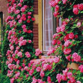 Pink Climbing Rose Live Plant, Flower, 5-10 Inch Tall by PlantsSeedsBulbs