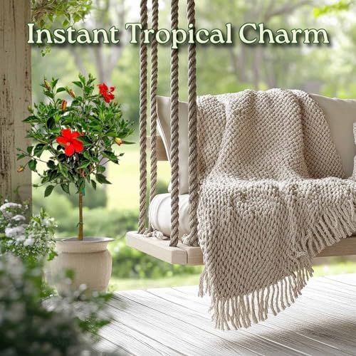 Live Hibiscus Plant - Tropical Flowering Tree Plant - Red President - Overall Height 38" to 44" - Tropical Plants of Florida (Plant Only) - Image 4