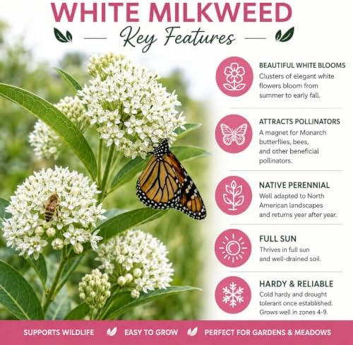 2 White Milkweed Live Plants Potted - Butterfly Milkweed Plants - Image 2
