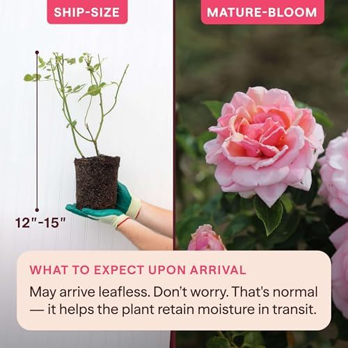 Heirloom Climbing Roses, Live Own Root Plant, Aloha - Image 2
