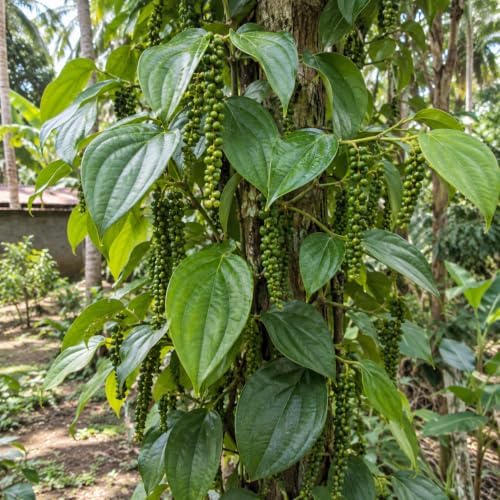 2 Black Pepper Live Plant Piper Nigrum Herb 4-6in Tall Spice Plant (2 Pack) - Image 6